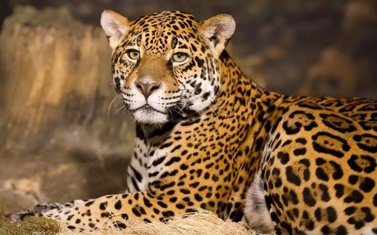 自然界的leopard(豹子),听说跑的非常快!